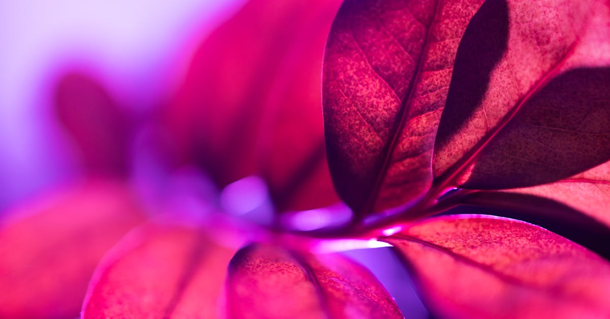 Bright Accents: Enhancing Spaces with Bold Hues