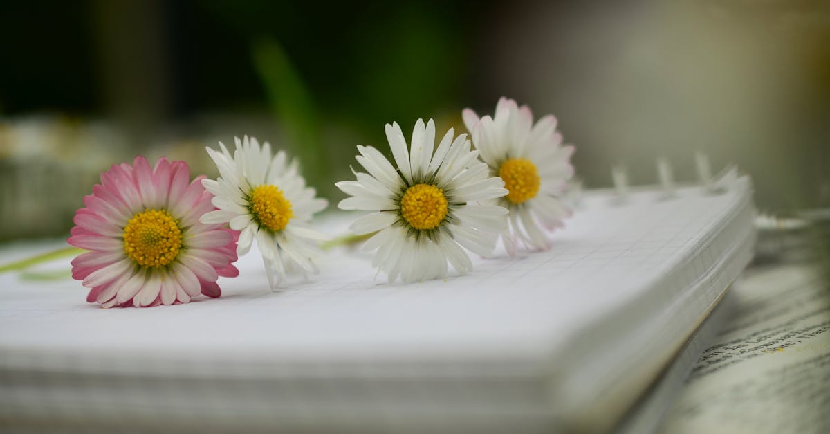 How to Insulate a Garden Office for Year-Round Comfort